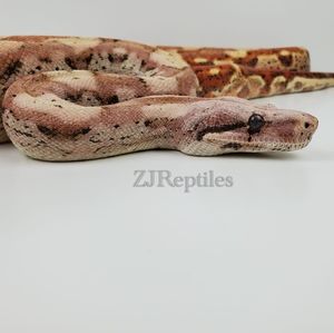 Meet your Posher, Zavin